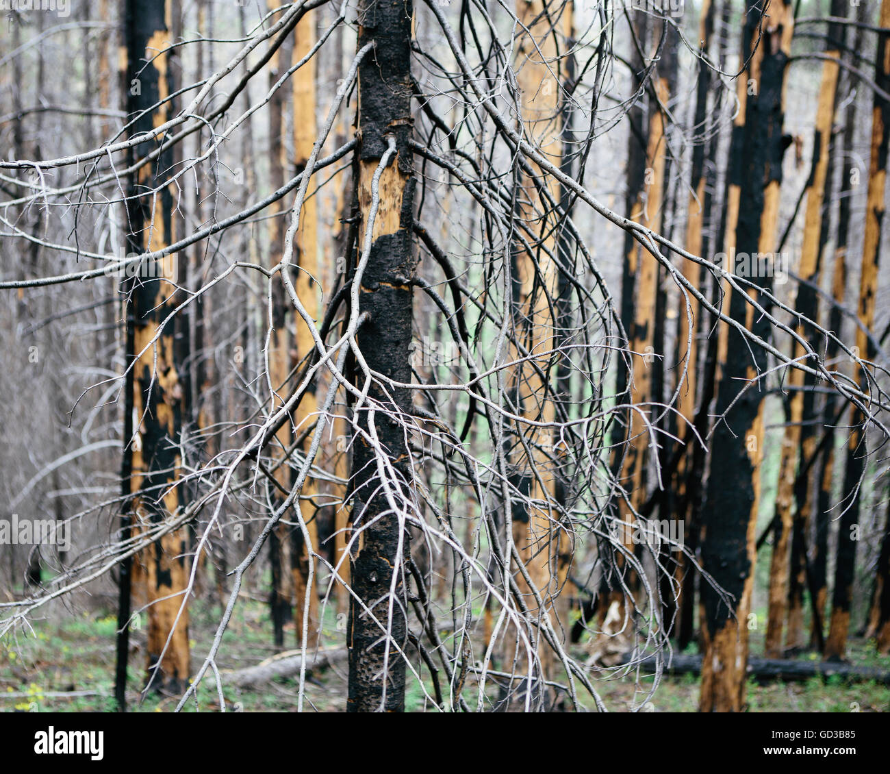 La récupération après des dommages d'incendie de forêt, près de Wenatchee National Forest dans l'état de Washington. Banque D'Images
