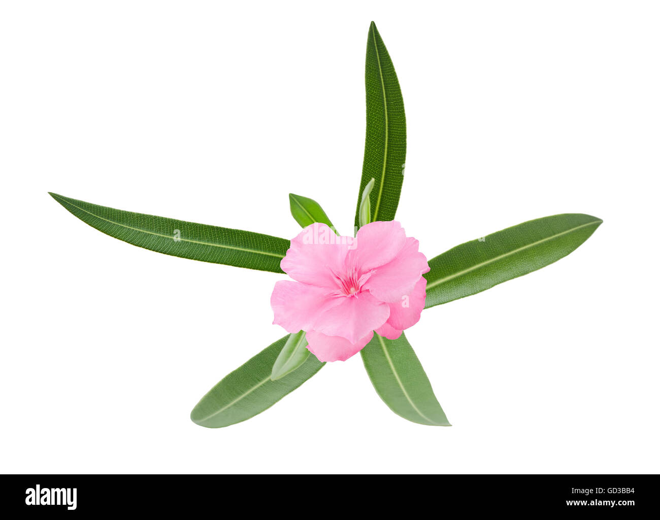 Direction générale de l'Oleander avec des feuilles isolées sur fond blanc Banque D'Images Direction générale de l'Oleander avec des feuilles isolées sur fond blanc Banque D'Images