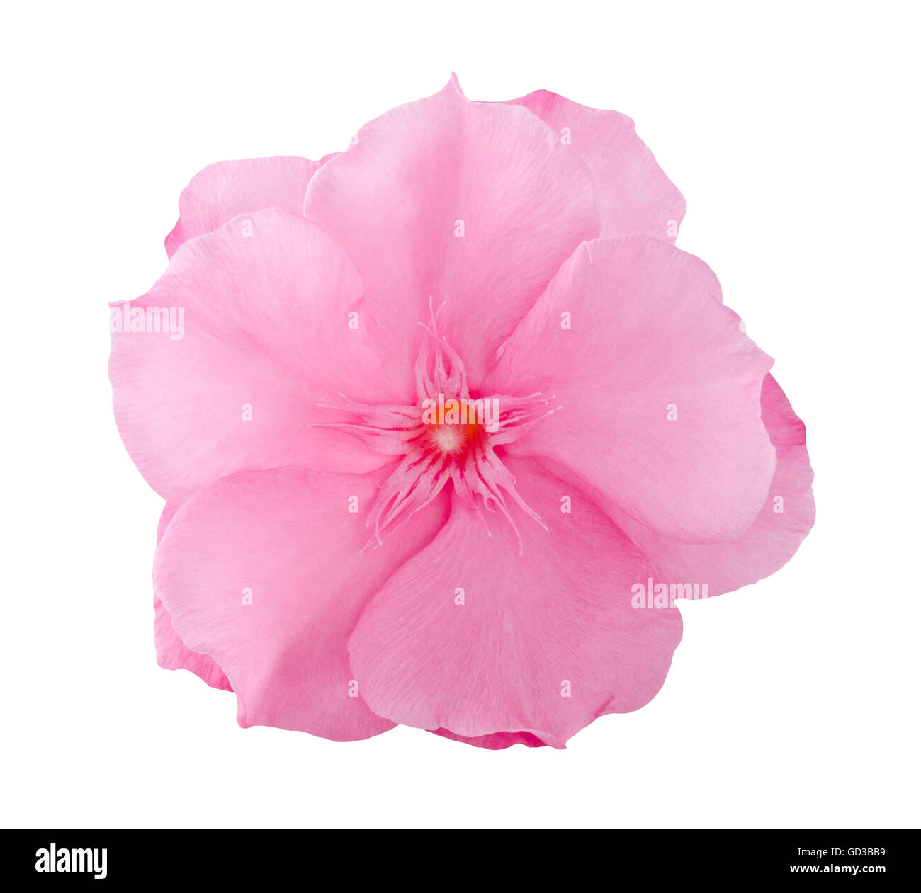 Oleander flower isolated on white Banque D'Images Oleander flower isolated on white Banque D'Images