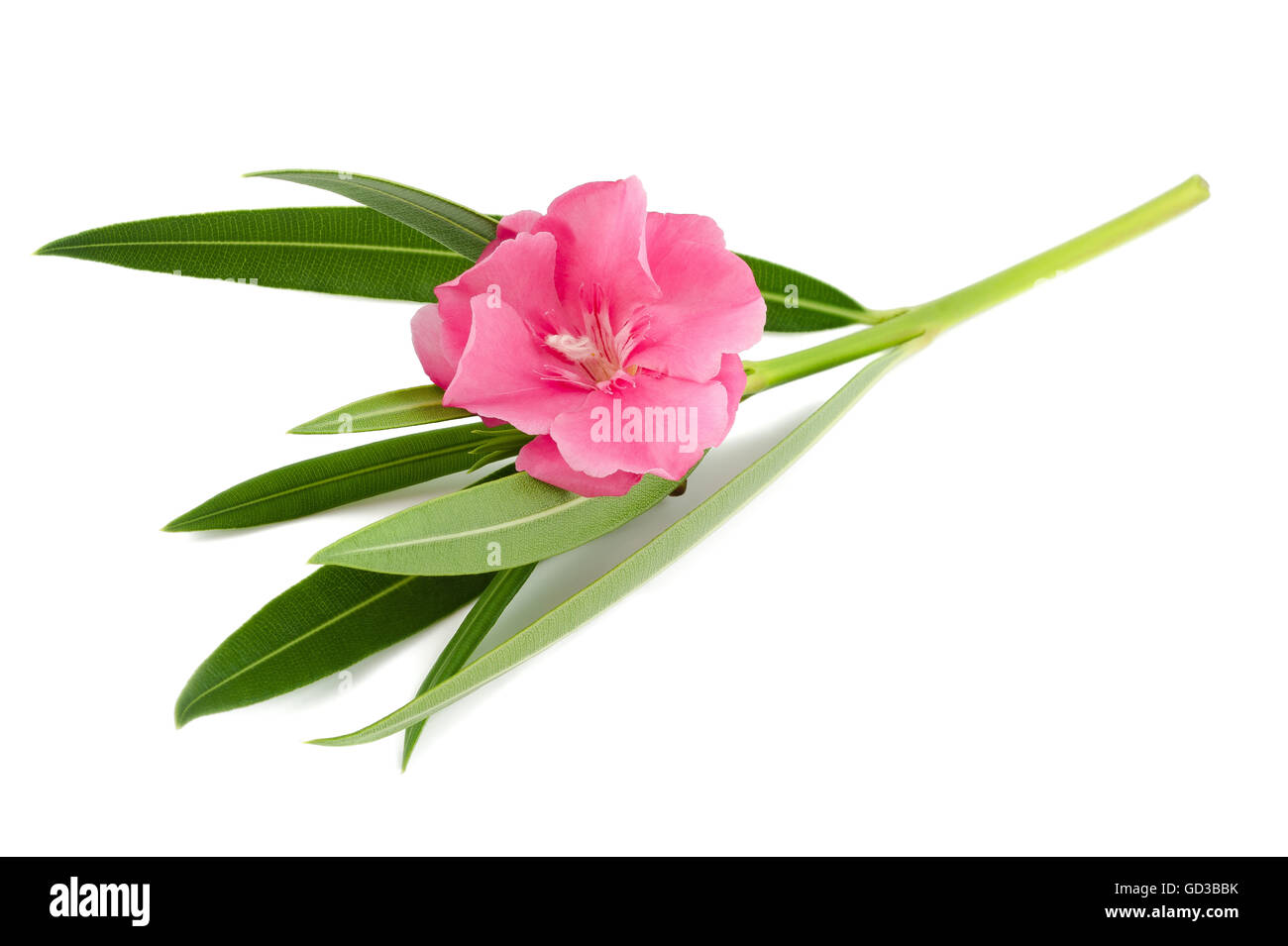 Fleurs et feuilles de lauriers roses isolated on white Banque D'Images Fleurs et feuilles de lauriers roses isolated on white Banque D'Images