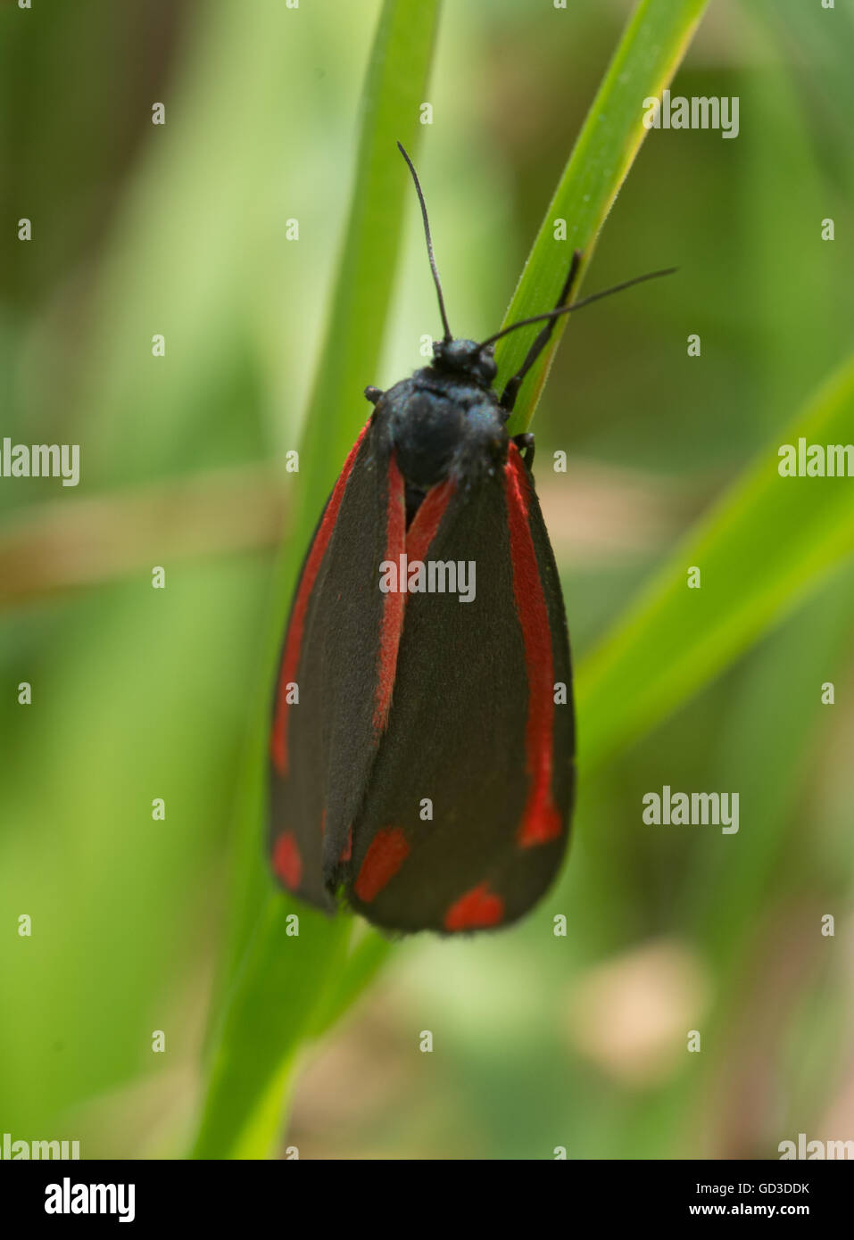 Le cinabre (Tyria jacobaeae) sur l'herbe, UK Banque D'Images