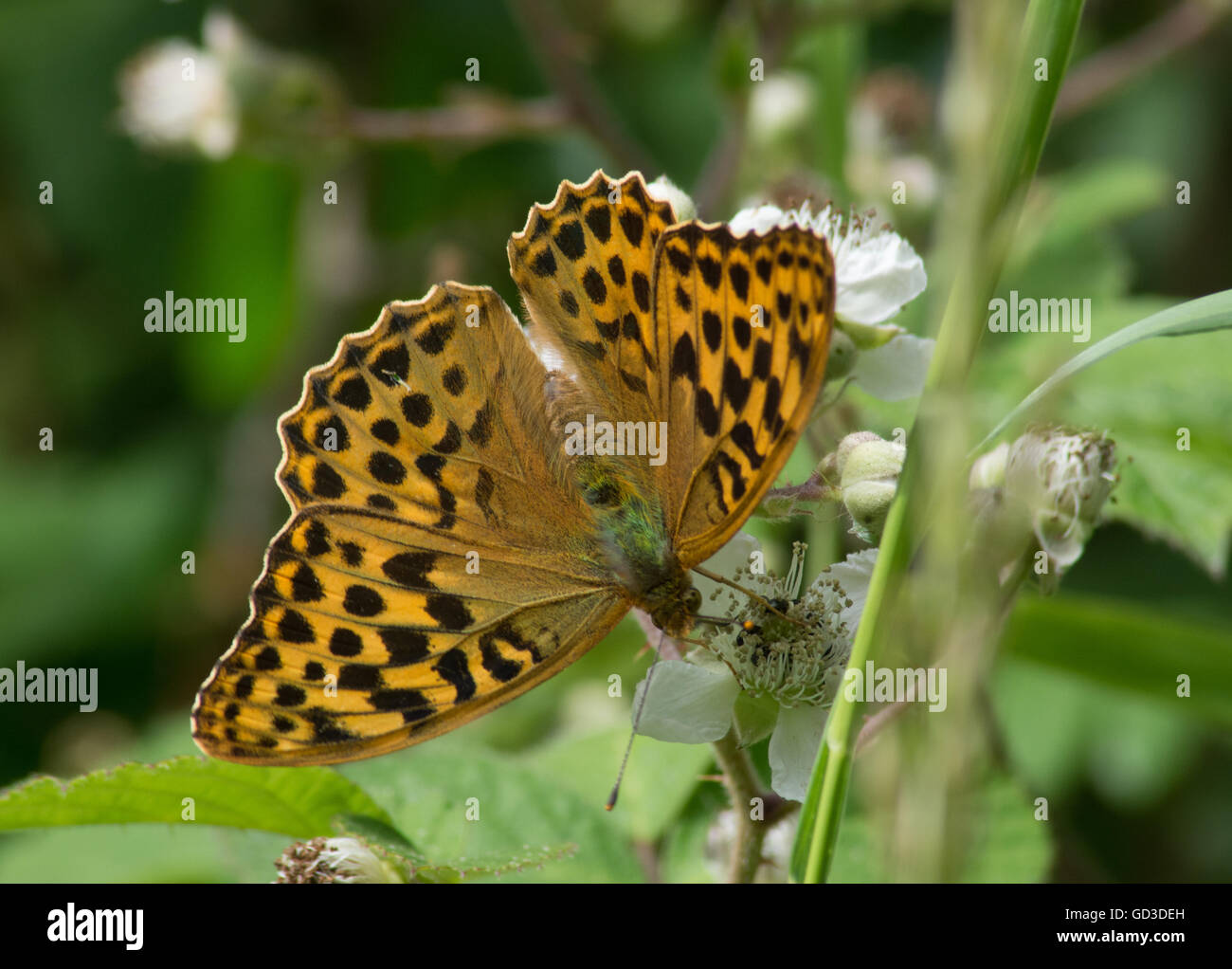 Papillon fritillaire lavé à l'argent (Argynnis paphia) sur des fleurs saumures, Royaume-Uni Banque D'Images