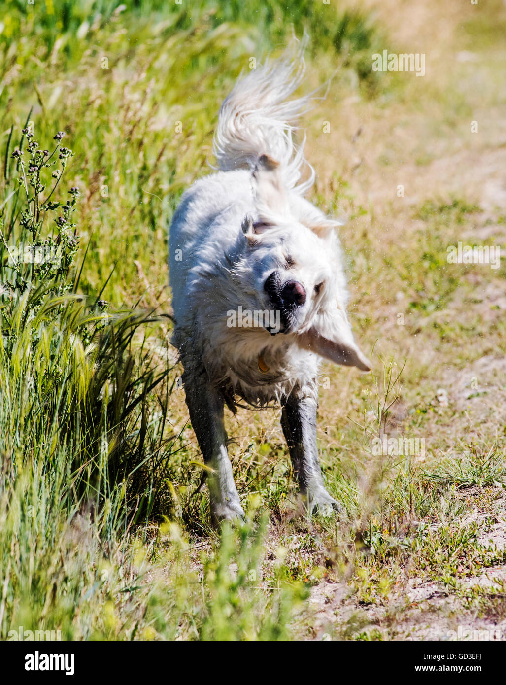 Couleur platine Golden Retriever dog secouer l'eau à proximité d'un étang ranch Banque D'Images