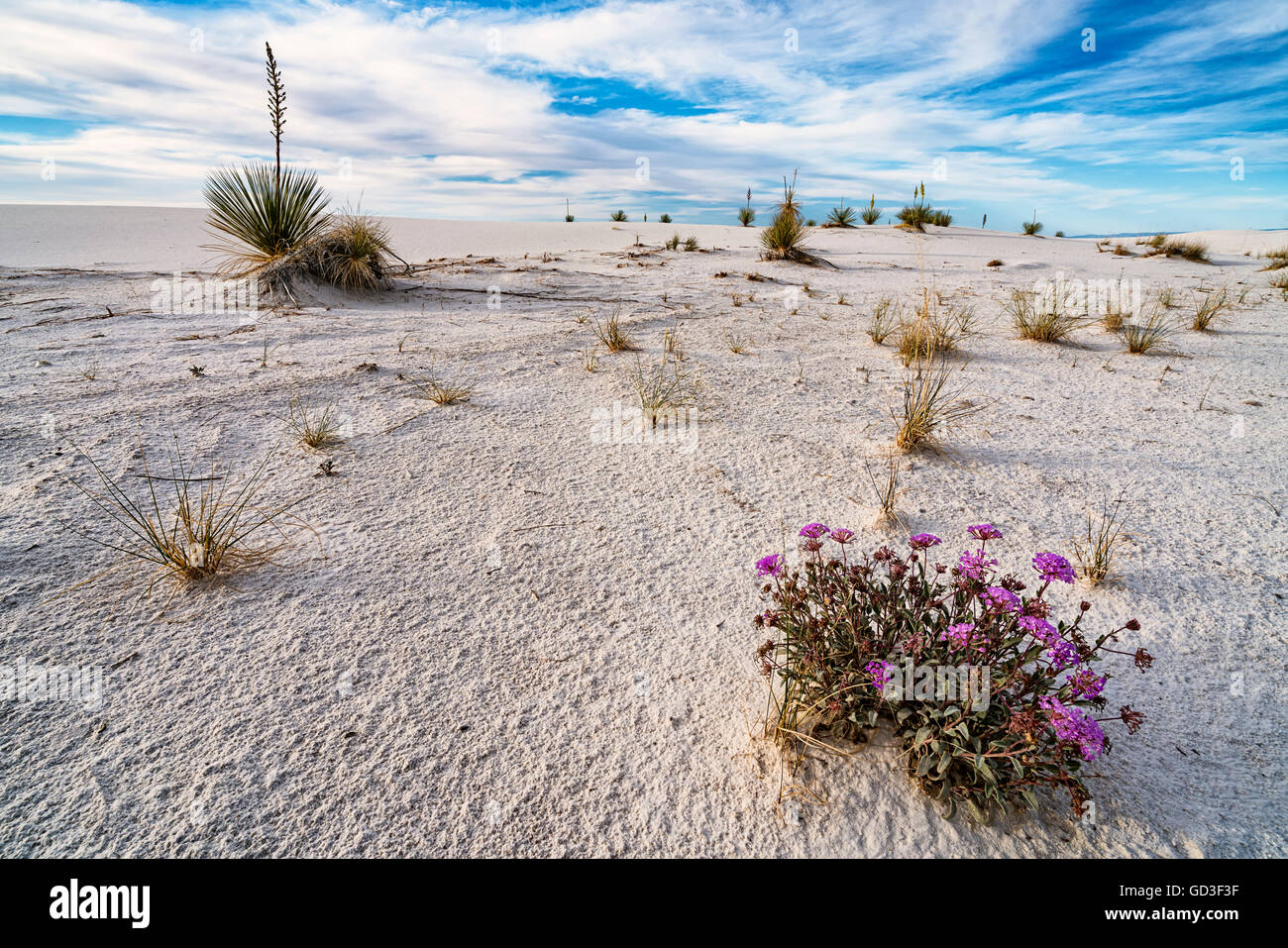 Verveine fleurs du désert Banque D'Images