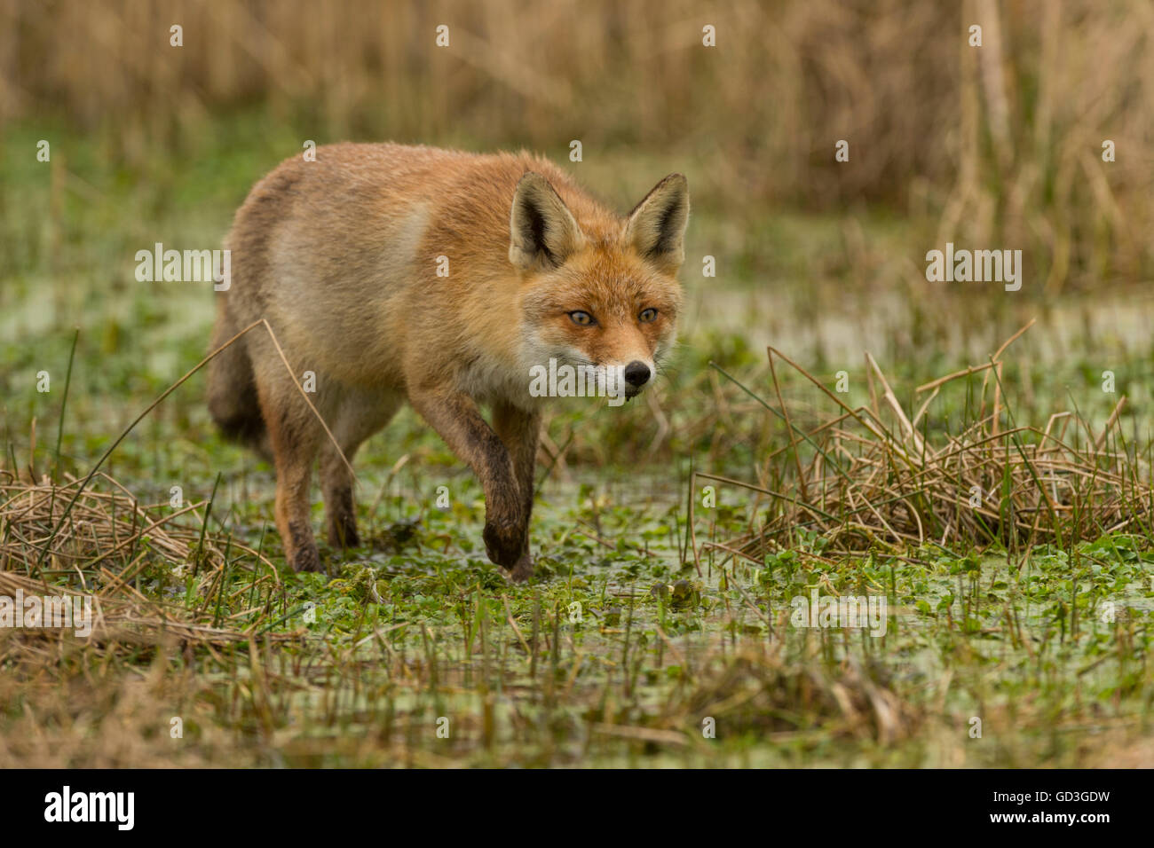 Le renard roux (Vulpes vulpes), Zandvoort, Hollande du Nord, Pays-Bas Banque D'Images