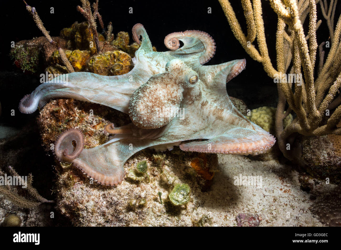 Caraïbes octopus Banque D'Images