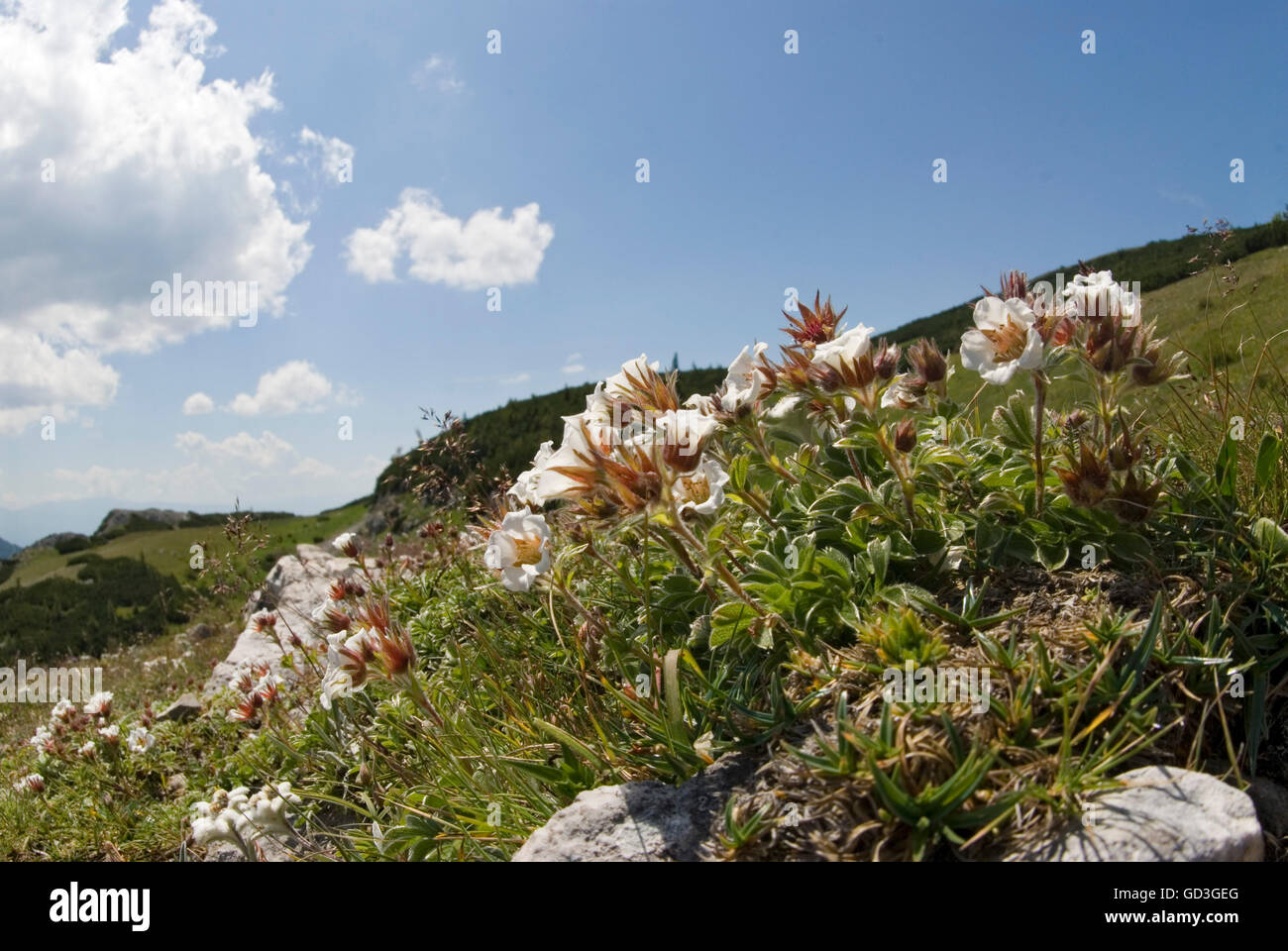 Fleurs de Montagne, (Diapensia Diapensia lapponica), chaîne de montagnes Hochschwab, Styrie, Autriche Banque D'Images