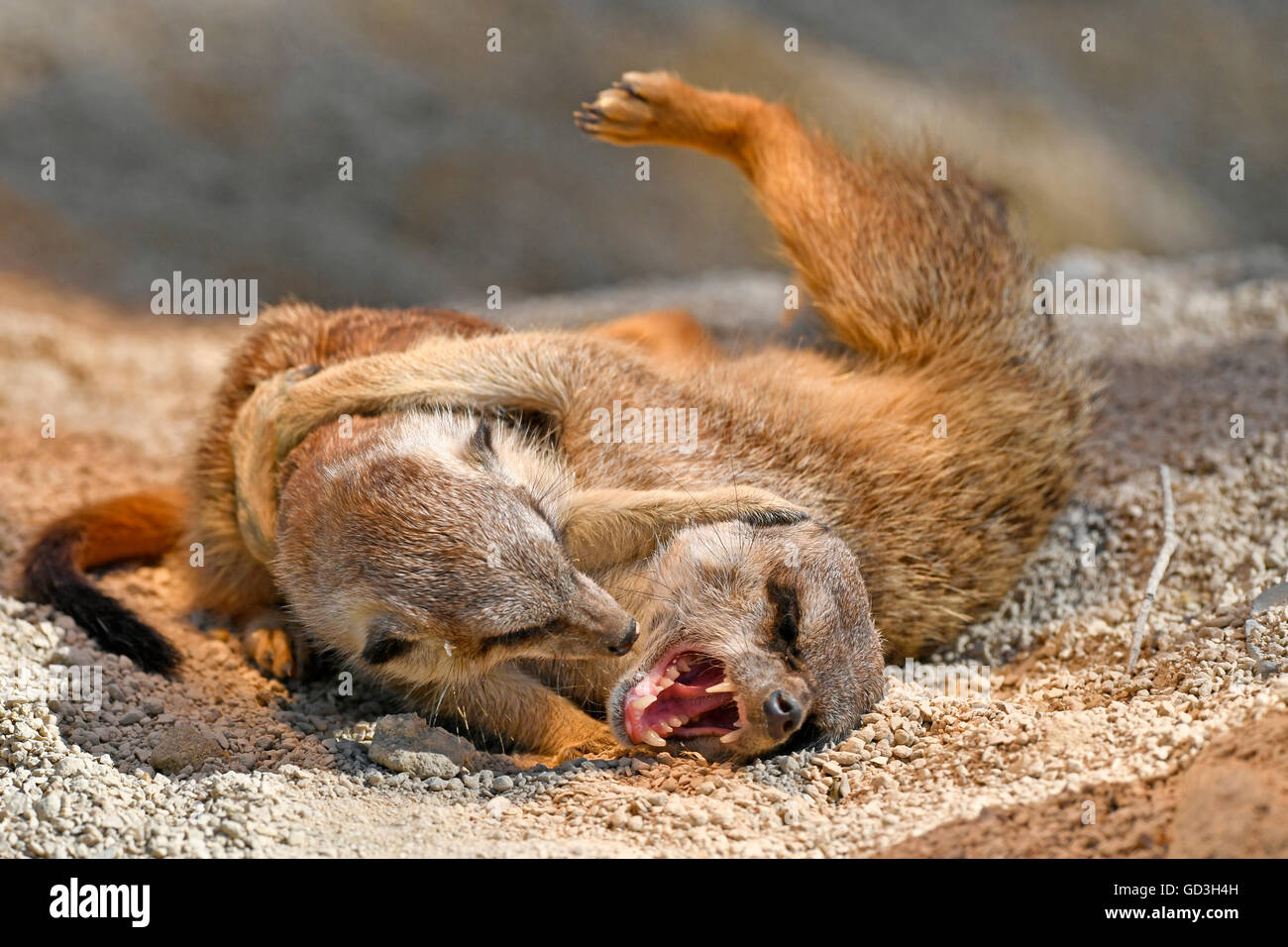 Les suricates (Suricata suricatta), les petits et la mère jouer les uns avec les autres, captive Banque D'Images