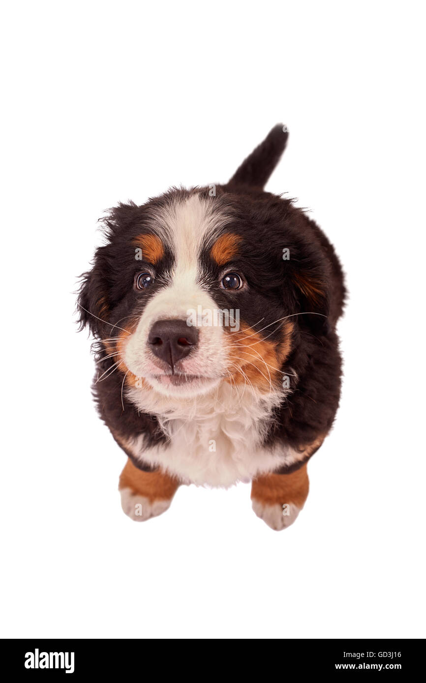 Bernois isolated on white Banque D'Images