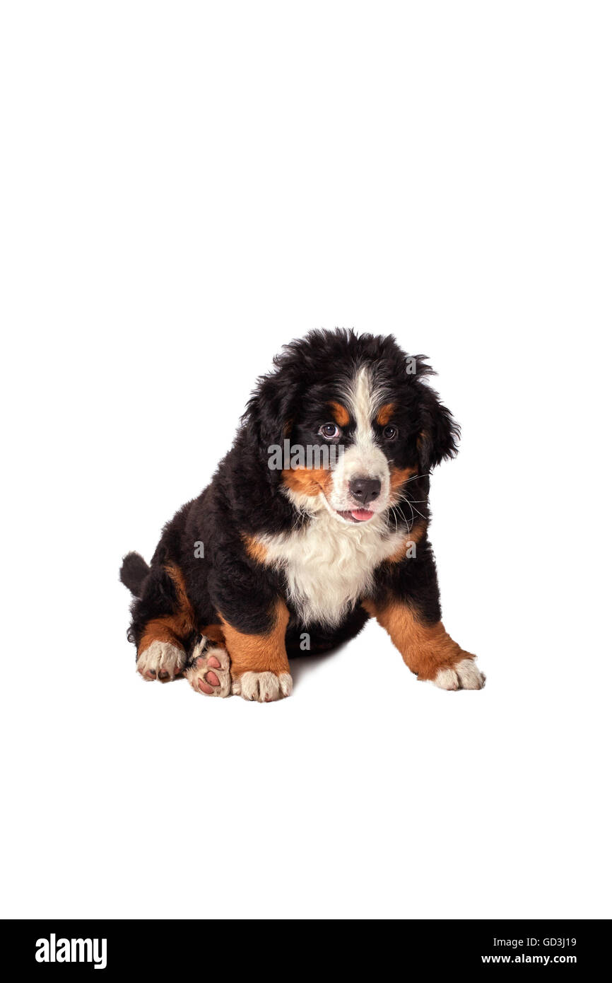 Bernois isolated on white Banque D'Images