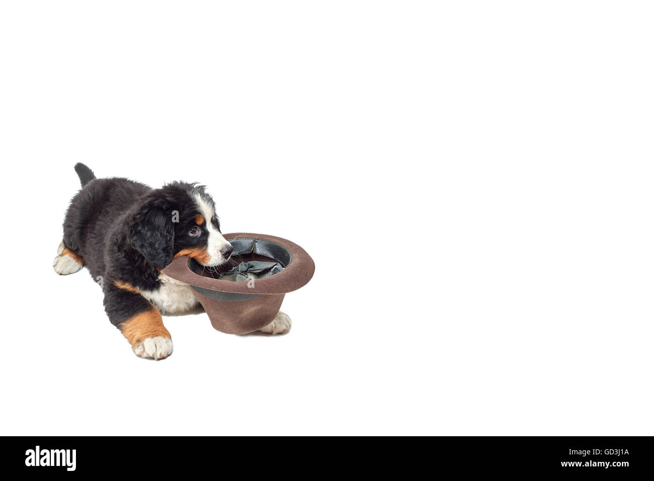 De chiot bouvier bernois avec chapeau pour les dons sur fond blanc avec copyspace Banque D'Images