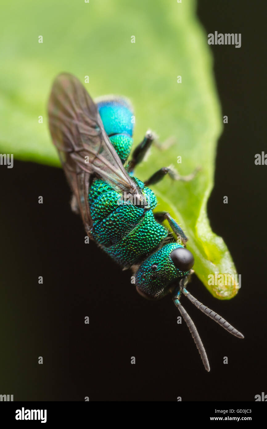 Une guêpe de coucou (Hedychrum sp.) est suspendue à l'extrémité d'une feuille. Banque D'Images