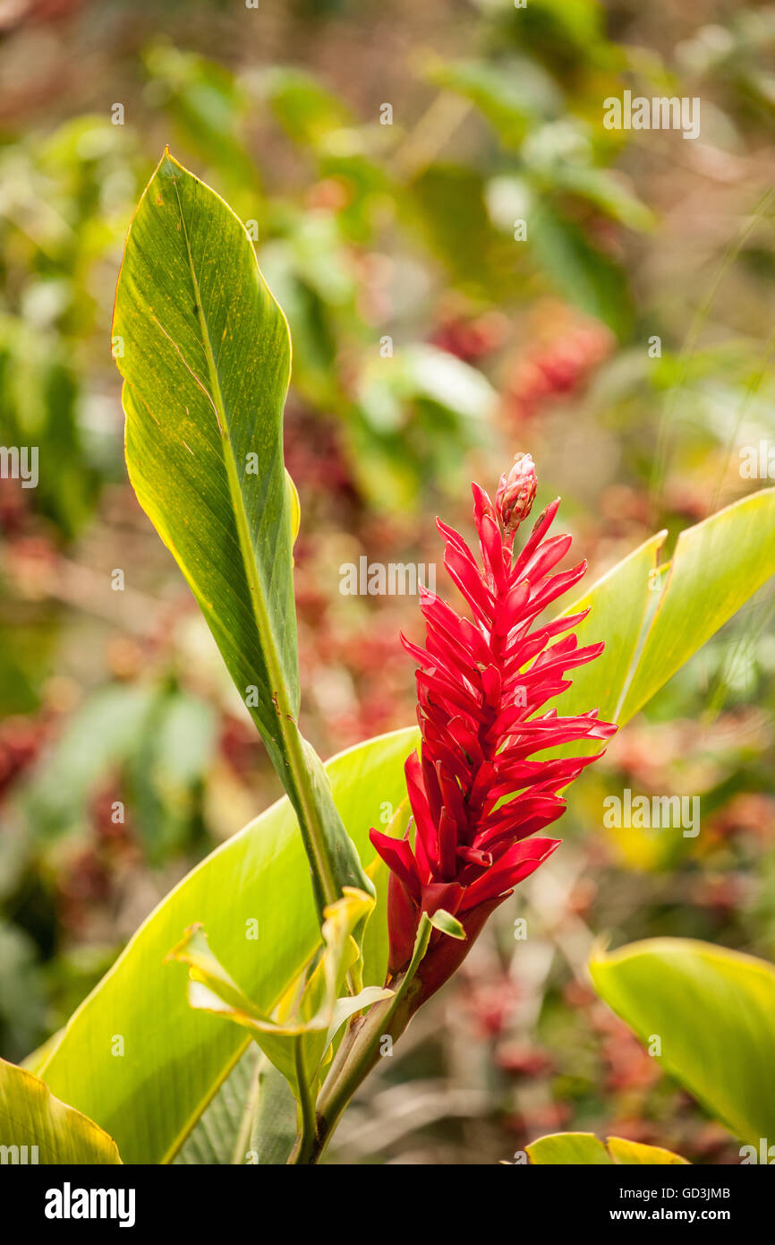 Red Ginger (ou plume d'autruche, cône rose ou Gingembre Gingembre rouge tahitien) au café Doka Estate dans la région du volcan Poas Banque D'Images