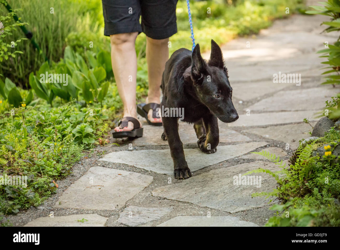 Vito, un quatre mois vieux chiot Berger Allemand faire une promenade avec son maître, tirant sur sa laisse d'enthousiasme Banque D'Images
