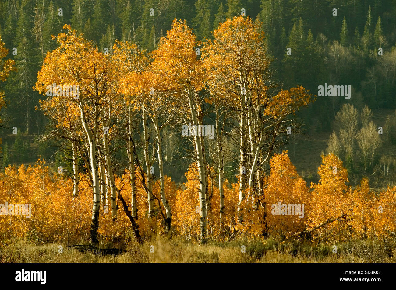 Tremble à l'automne dans le centre de la Sierra Nevada, en Californie, USA Banque D'Images