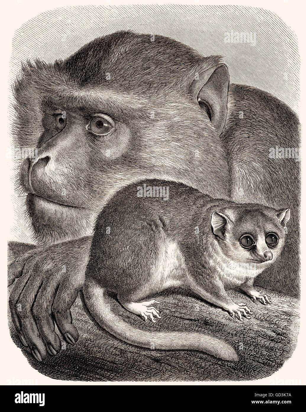 Macaque de Barbarie (Macaca sylvanus), la souris (lémurien Microcebus) Banque D'Images