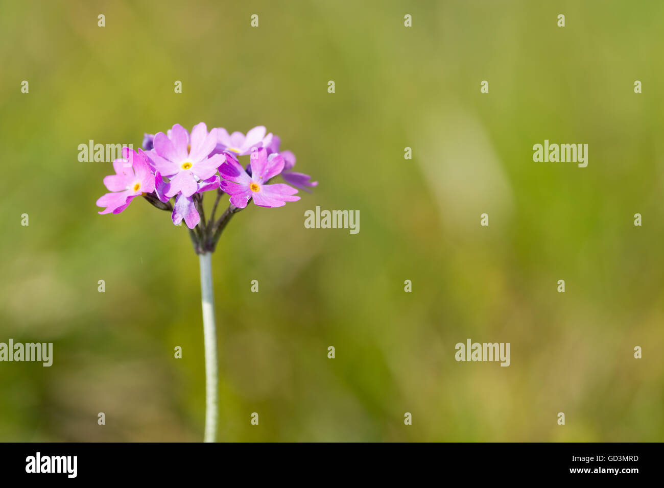 Birds Eye - Primrose Primula farinosa Banque D'Images