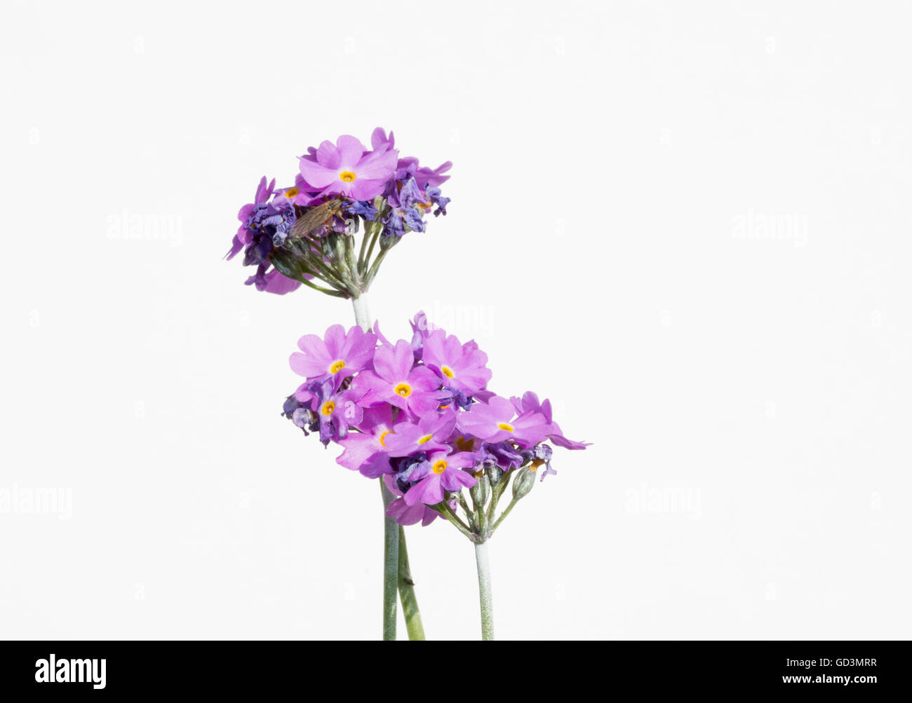 Birds Eye - Primrose Primula farinosa, sur un fond blanc Banque D'Images