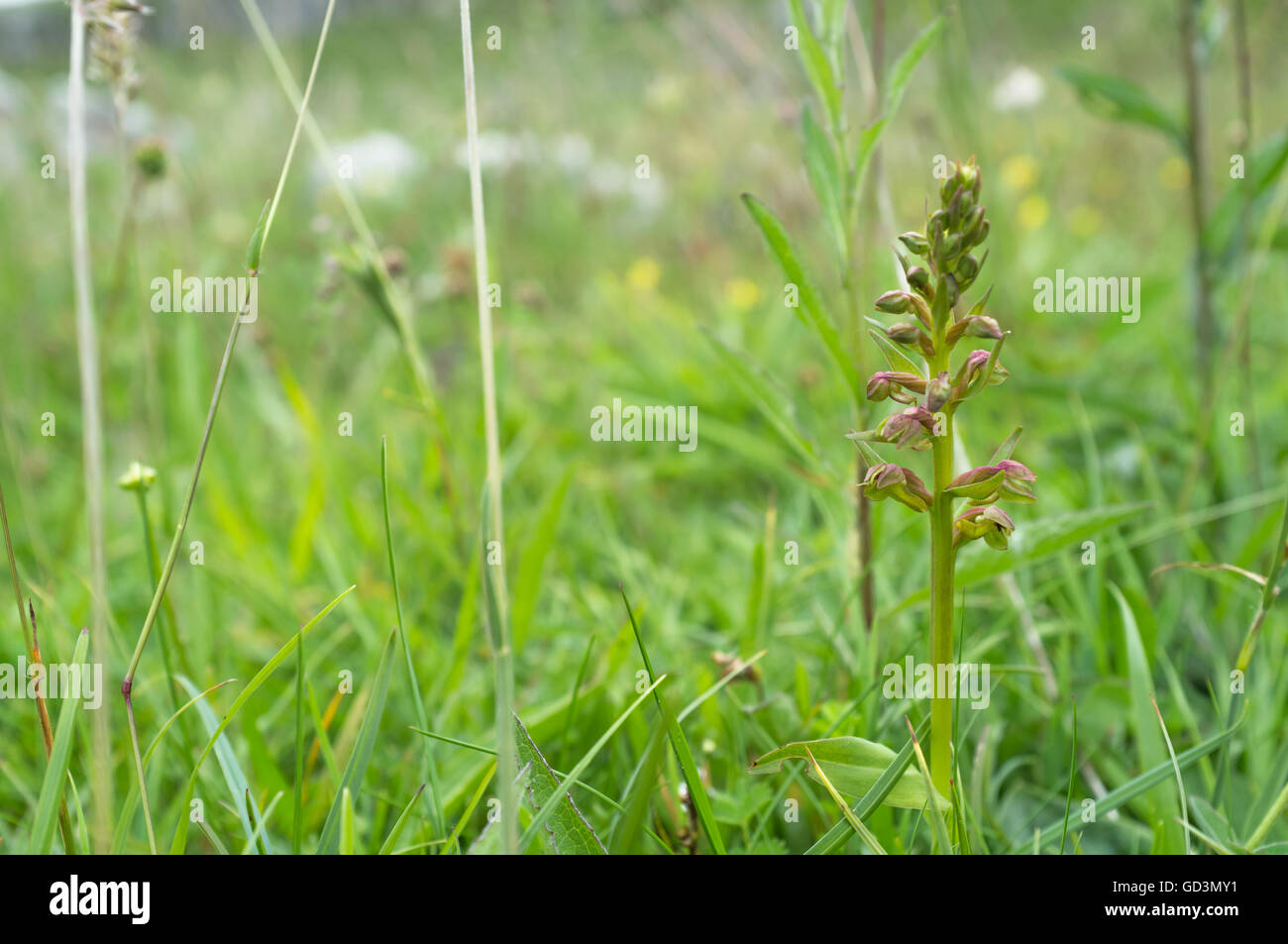 Frog orchid - Coeloglossom viride Banque D'Images