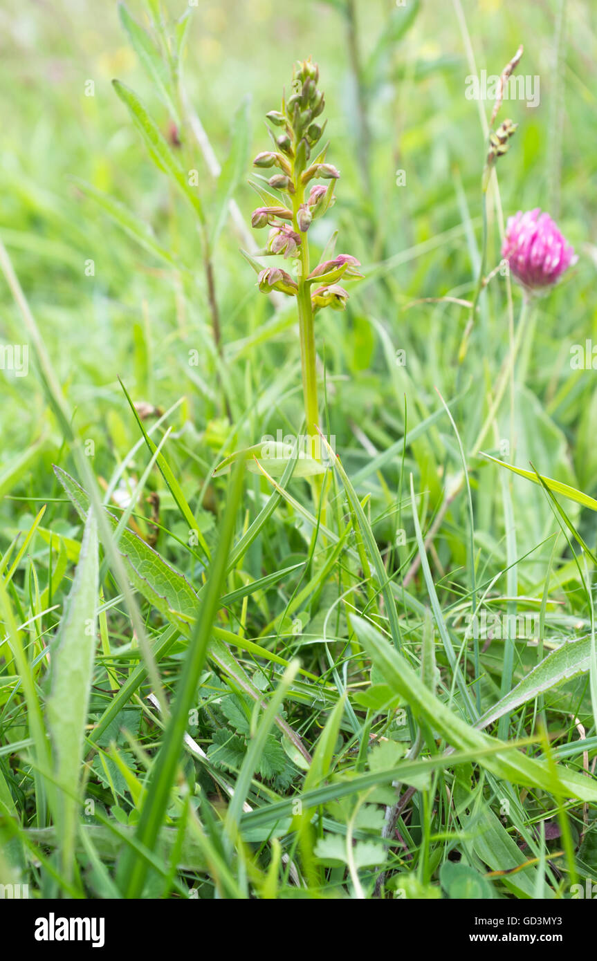 Frog orchid - Coeloglossom viride Banque D'Images