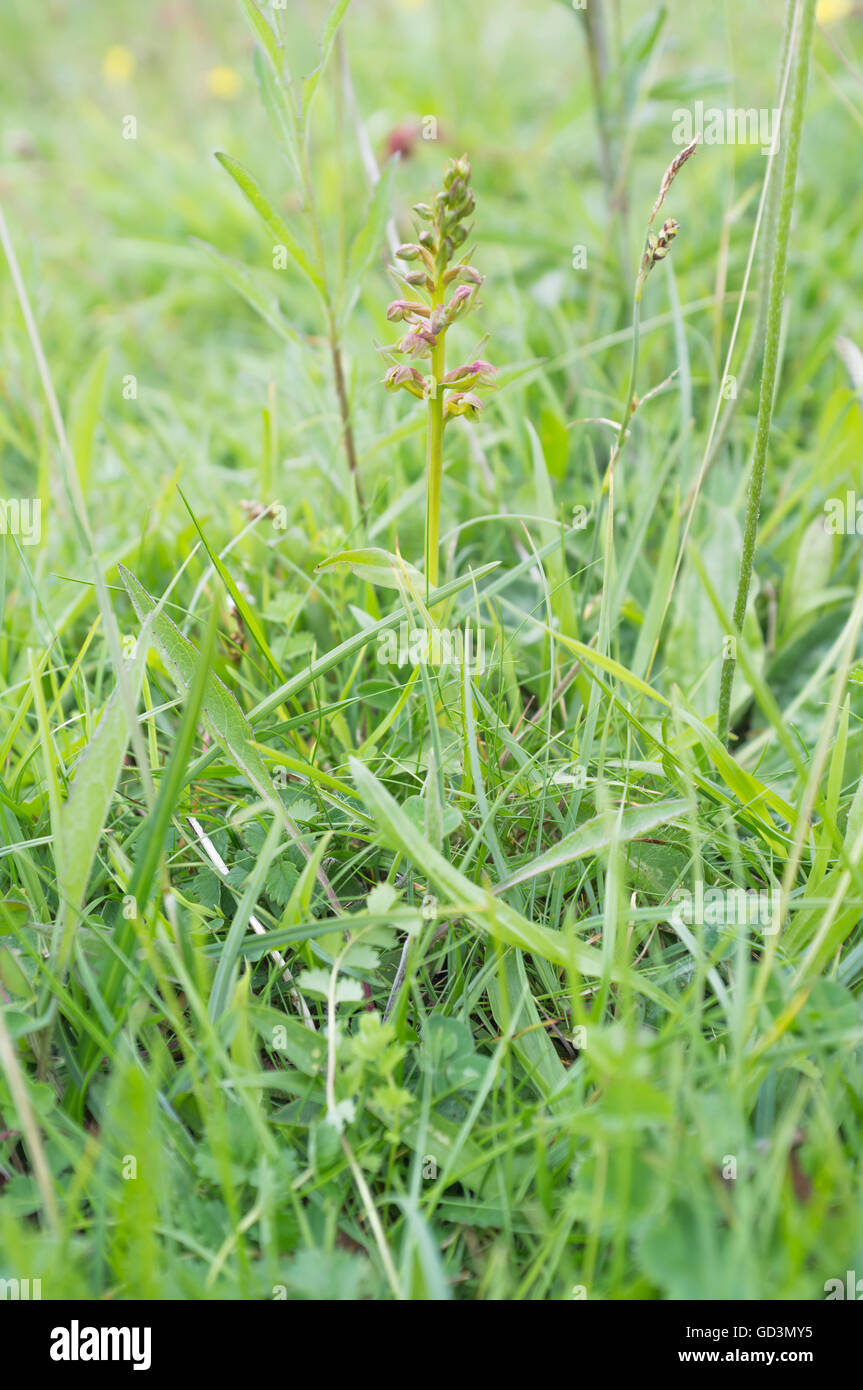 Frog orchid - Coeloglossom viride Banque D'Images