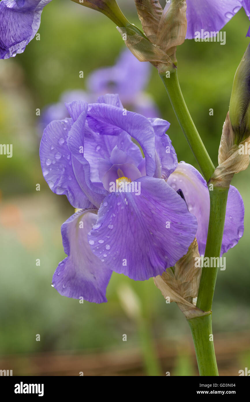 'Iris florentina' Banque D'Images
