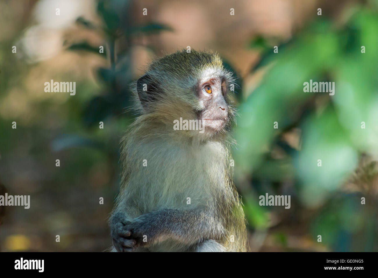 Innocent baby singe regardant au loin dans la distance Banque D'Images