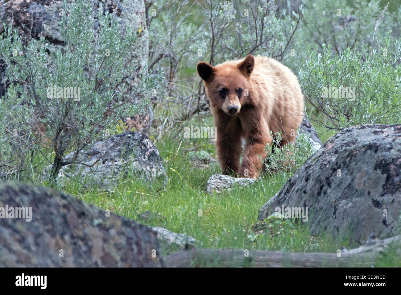 Brun Cannelle Cub Bebe Ours Noir Ursus Americanus Dans Le Parc National De Yellowstone Dans Le Wyoming Usa Photo Stock Alamy
