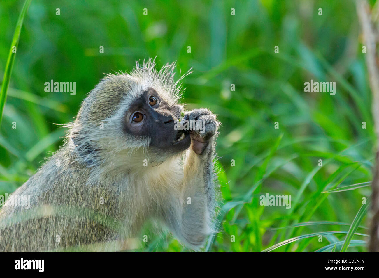 Un singe assis sur l'herbe verte Alimentation et montrant les dents Banque D'Images