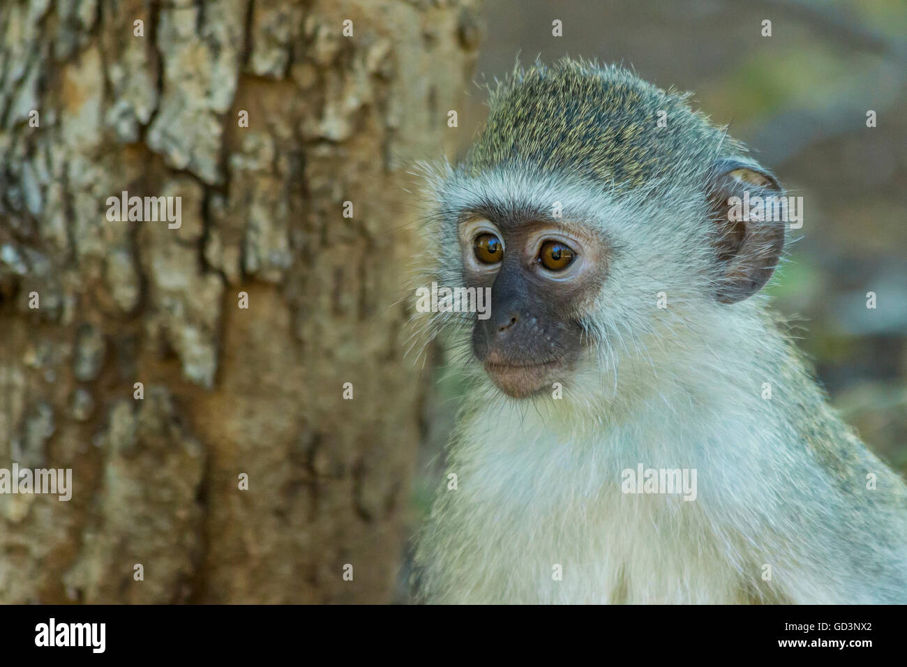 Innocent baby singe regardant au loin dans la distance Banque D'Images