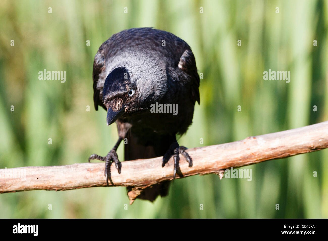 13 juillet 2016. Météo britannique. Un choucas (Corvus monedula) perches dans le soleil du matin dans un jardin dans l'East Sussex, UK Crédit : Ed Brown/Alamy Live News Banque D'Images