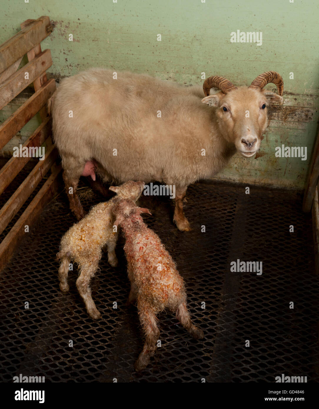Brebis avec agneaux nouveau-nés, l'Islande Banque D'Images