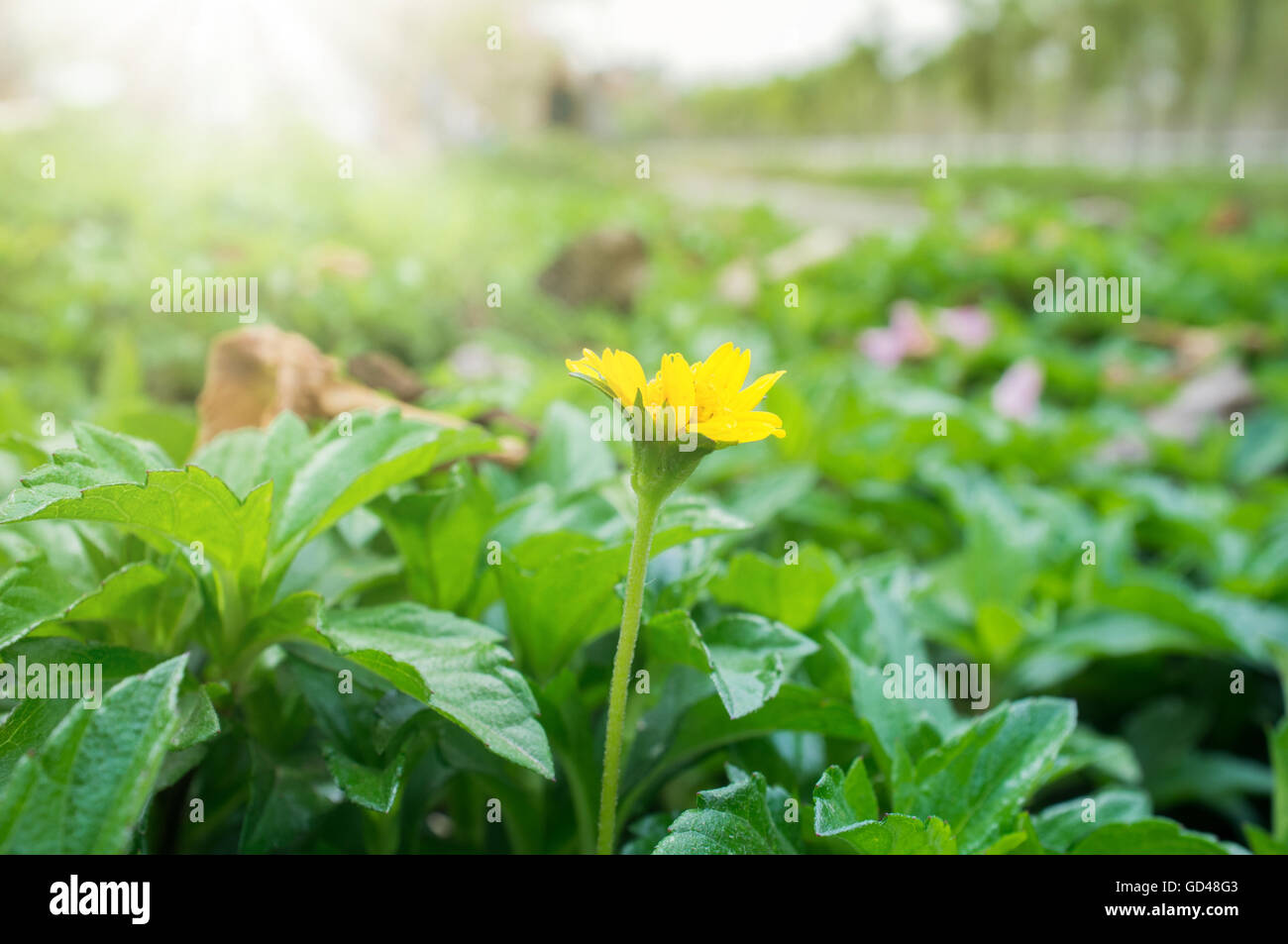 Fleur jaune. Une nature magnifique scène avec sun flare. Résumé arrière-plan flou. Banque D'Images