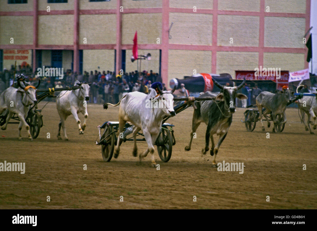 Bull racing Banque D'Images