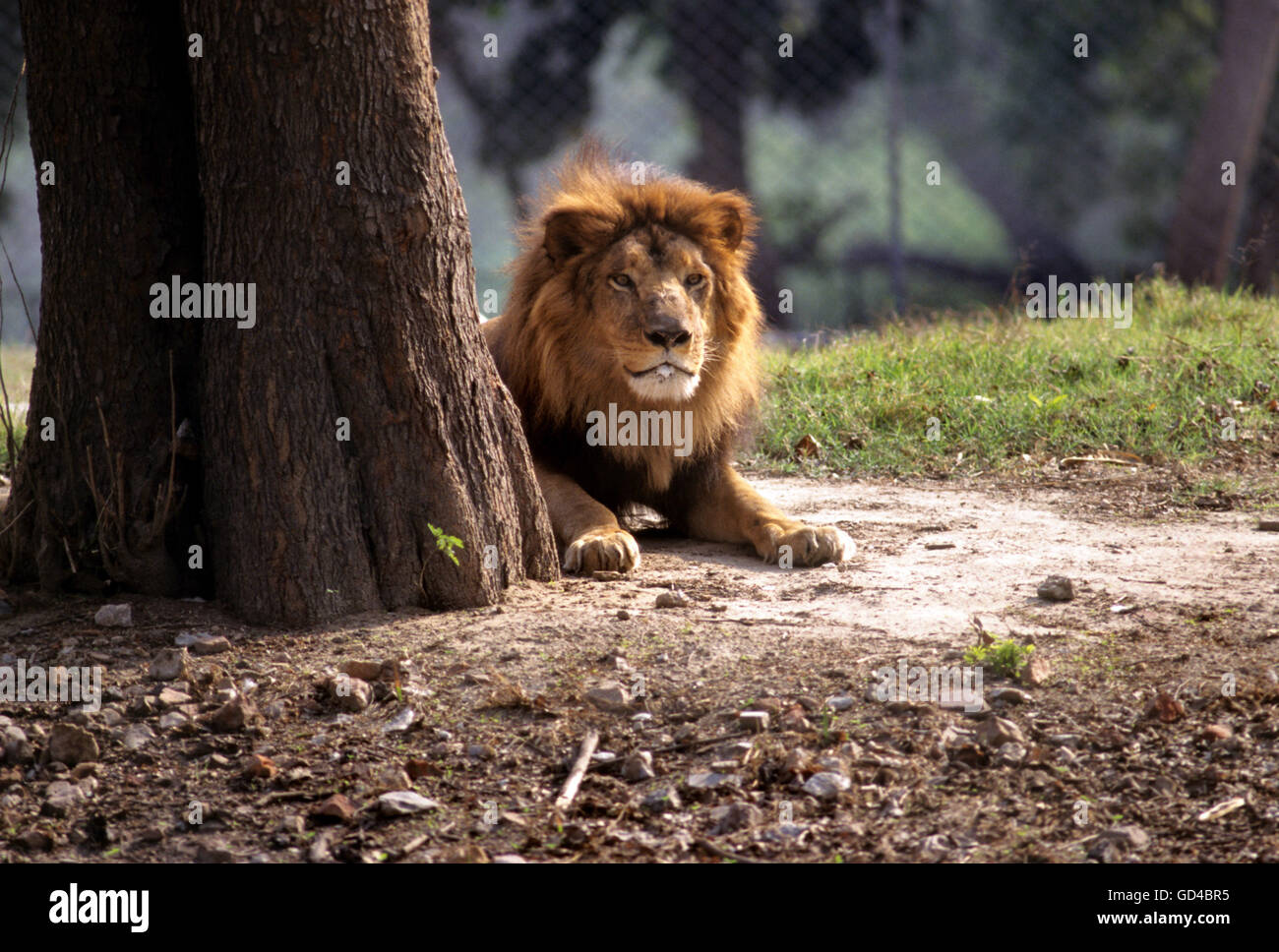Un lion dans un zoo Banque D'Images