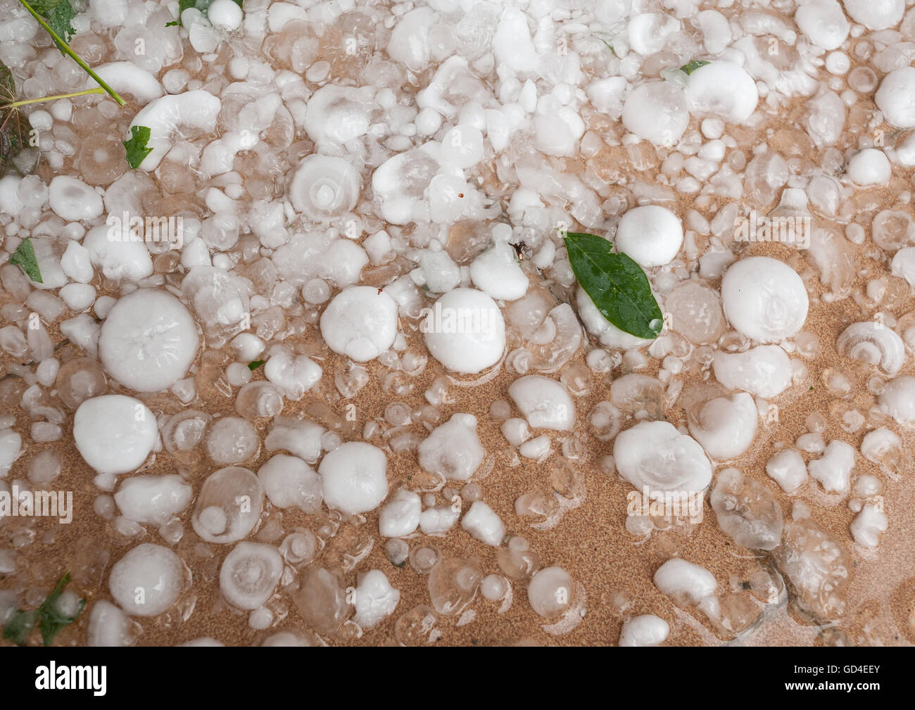 Gros grêlons sur le sol après une tempête de grêle Banque D'Images