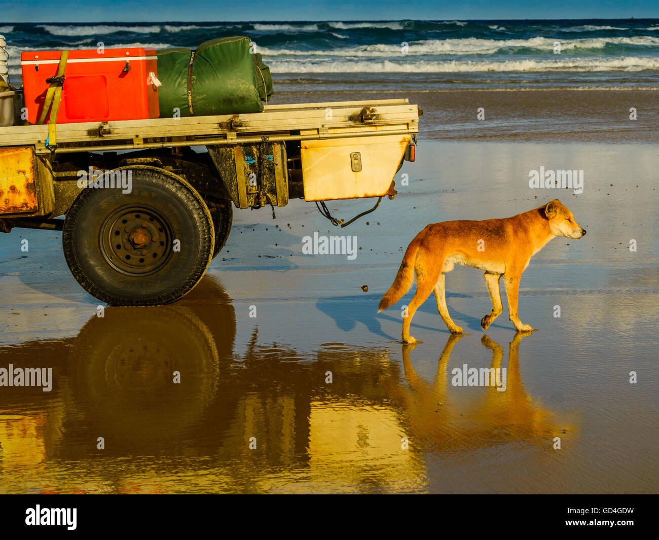 L'île de Fraser Dingo à certains le dîner Banque D'Images