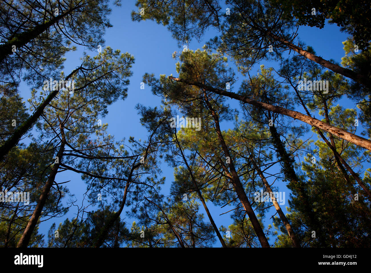 Forêt de Chiberta, Anglet, Biarritz, Pays Basque, France Banque D'Images