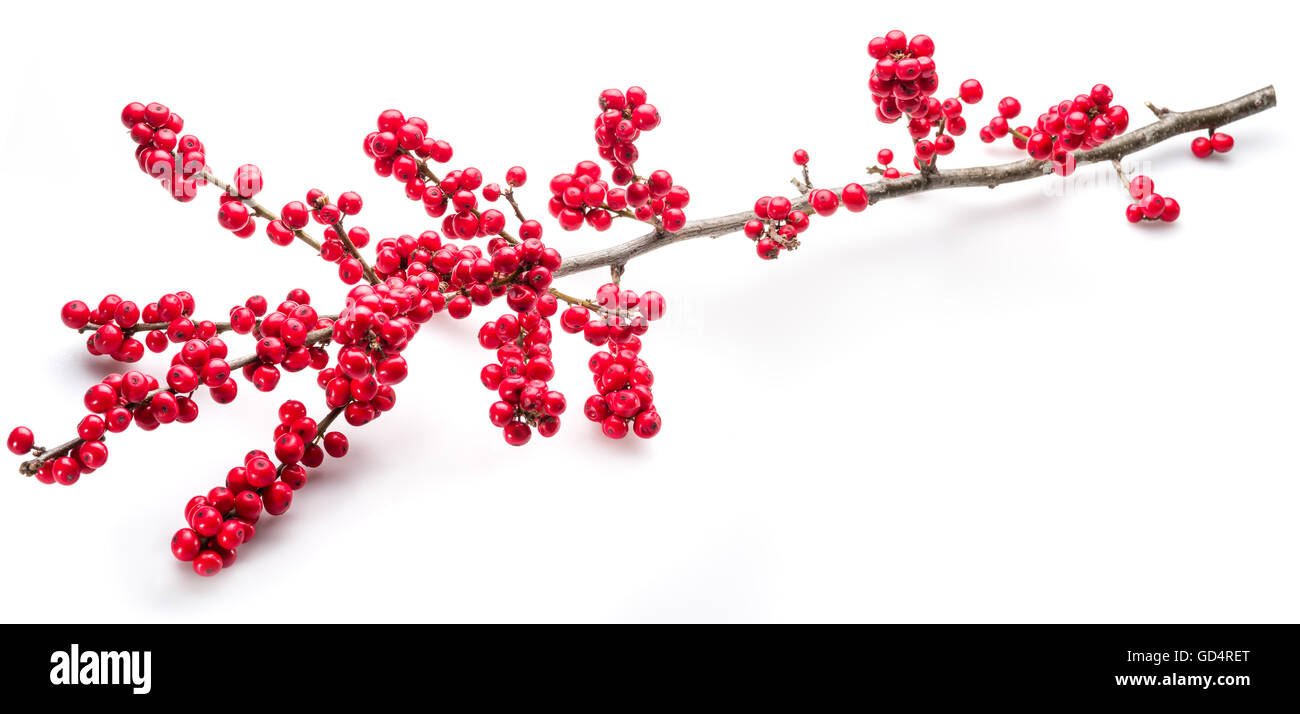 Le houx (Ilex) européen fruits et feuilles sur un fond blanc. Banque D'Images