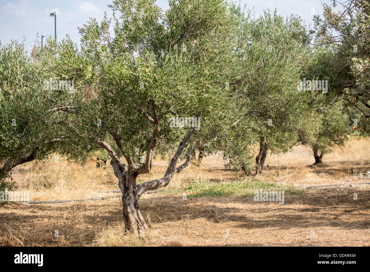 Dans le jardin des oliviers. Banque D'Images