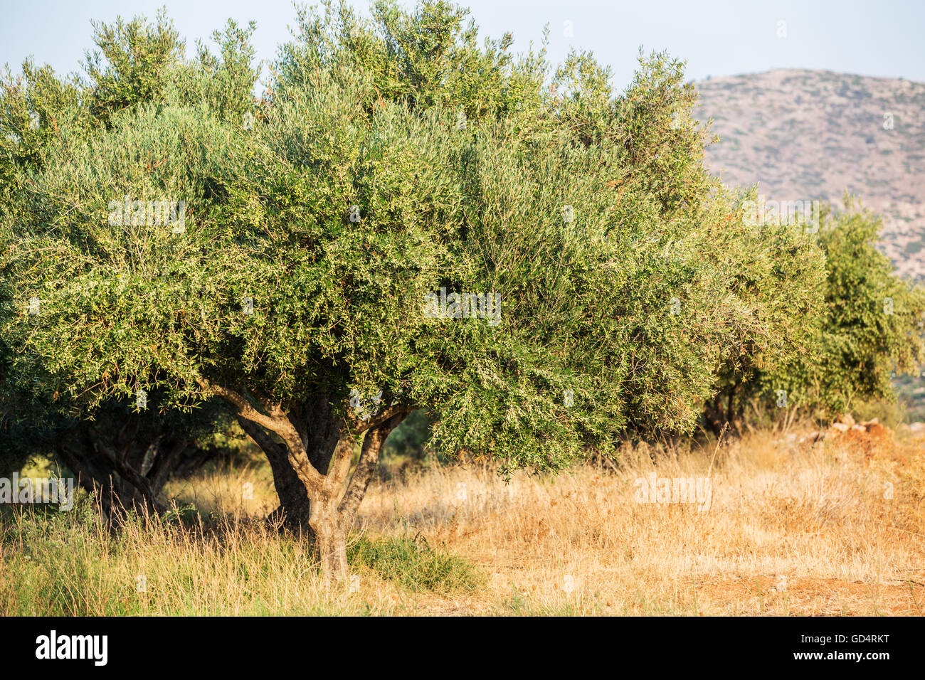Le jardin des oliviers. Longue rangée d'arbres sur le fond de ciel. Banque D'Images