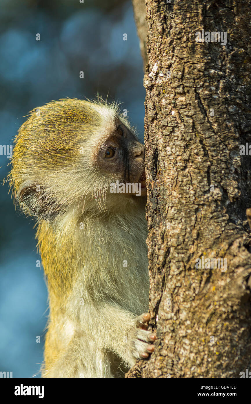 Bébé singe escalade arbre et suçant la sève des arbres Banque D'Images