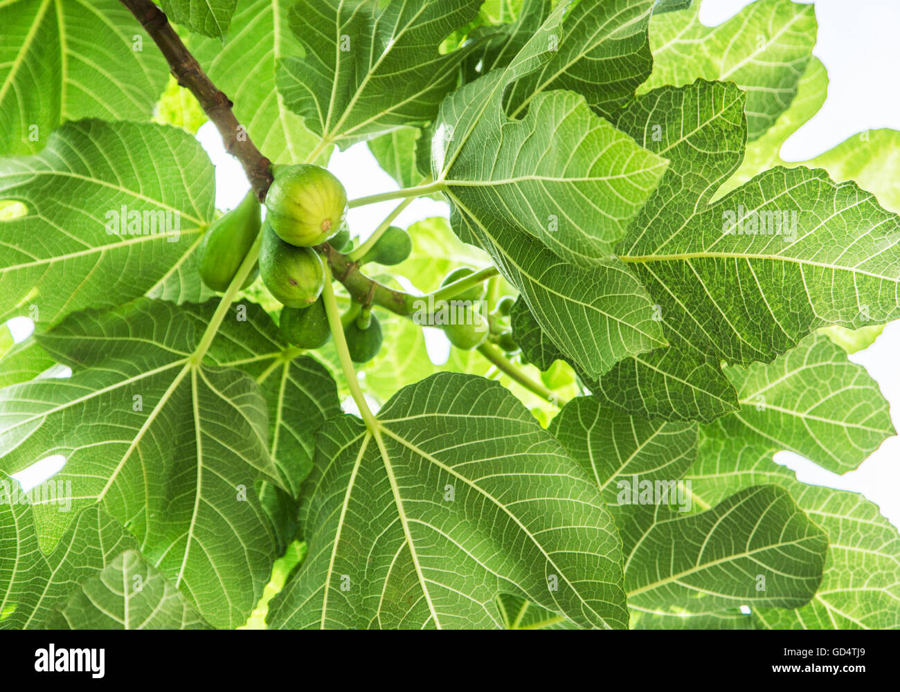 Les fruits sur l'arbre Fig. Banque D'Images