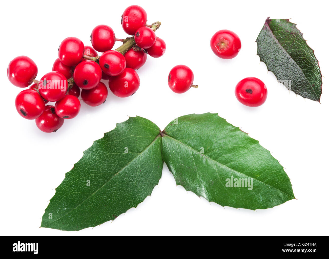 Le houx (Ilex) européen fruits et feuilles sur un fond blanc. Banque D'Images