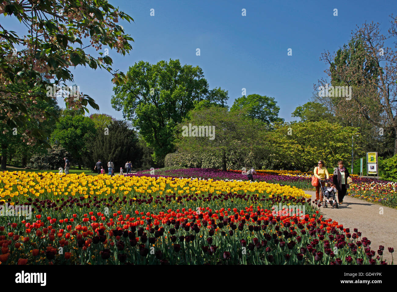 Luisenpark, tulipes, fleur de cerisier, Mannheim, Baden-Wurttemberg, Germany Banque D'Images