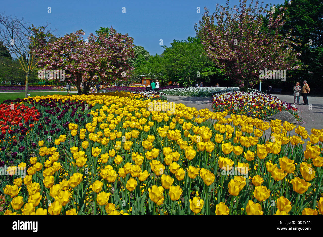 Lits de tulipes, printemps, Luisenpark, Mannheim, Baden-Wurttemberg, Germany Banque D'Images