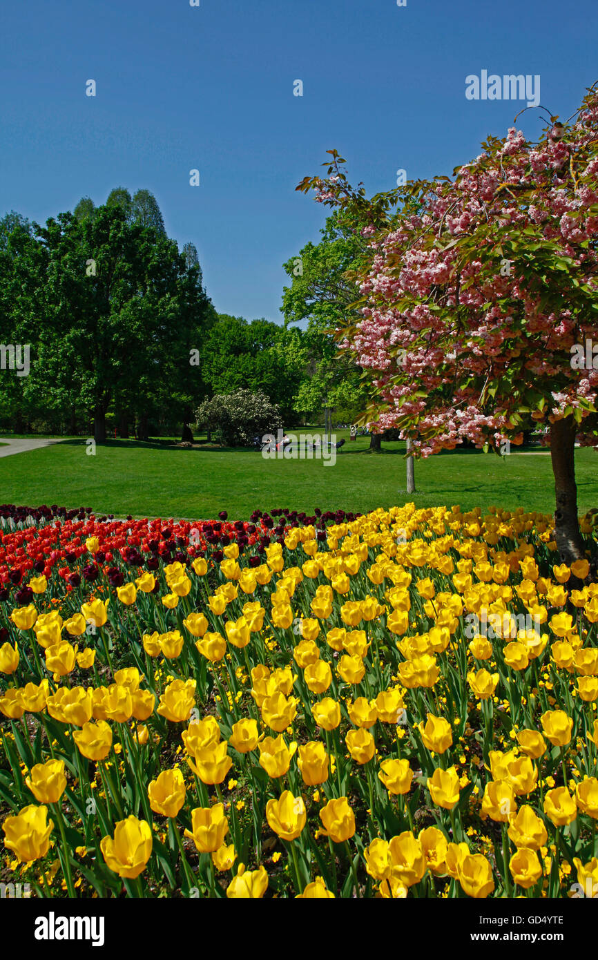 Tulipe, fleur de cerisier, printemps, Luisenpark, Mannheim, Baden-Wurttemberg, Germany Banque D'Images