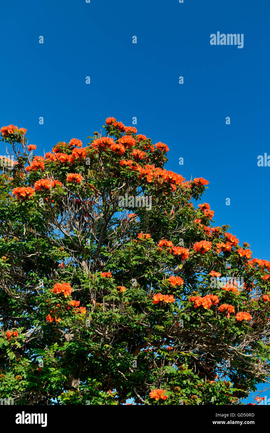 Afrikanischer Tulpenbaum (Spathodea campanulata /), Funchal, Madeira, Portugal Banque D'Images