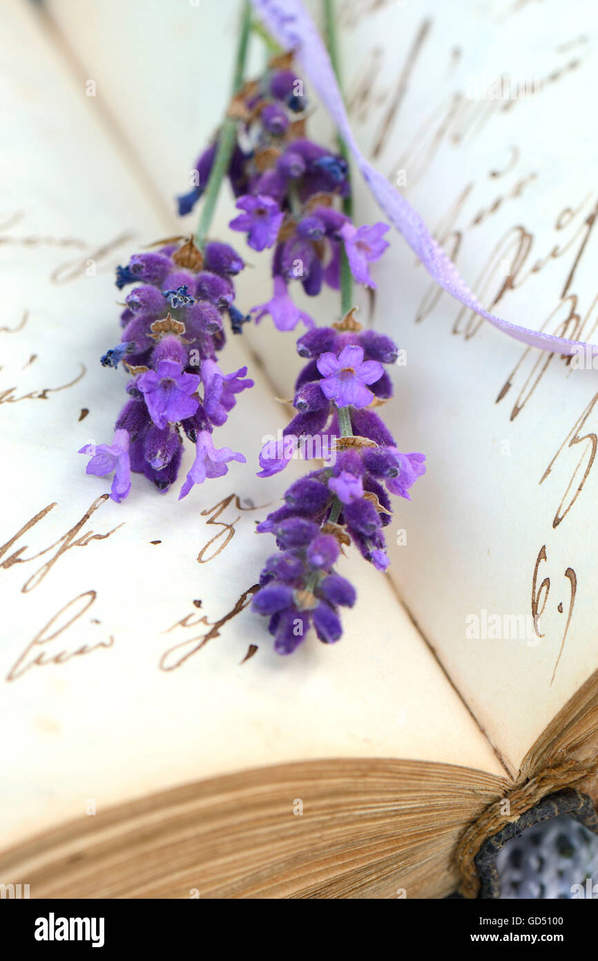 Lavendelblueten auf Buch mit alter Handschrift, Lavandula (spec.) Banque D'Images