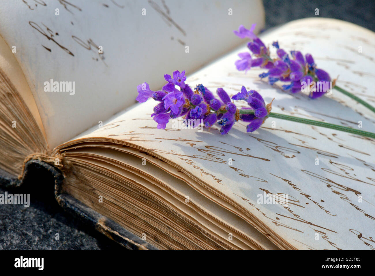 Lavendelblueten auf Buch mit alter Handschrift, Lavandula (spec.) Banque D'Images